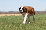 SAINT BERNARD 100